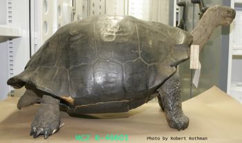 Media type: image; Herpetology R-46601